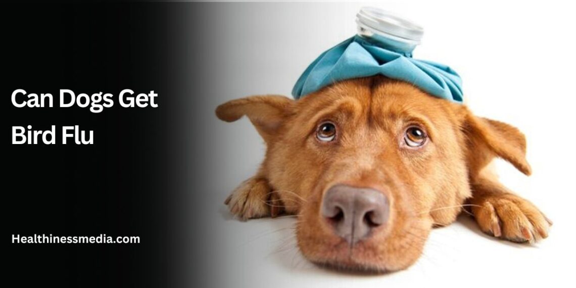 Can Dogs Get Bird Flu