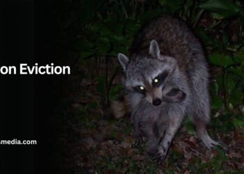 Raccoon Eviction Fluid