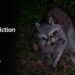 Raccoon Eviction Fluid